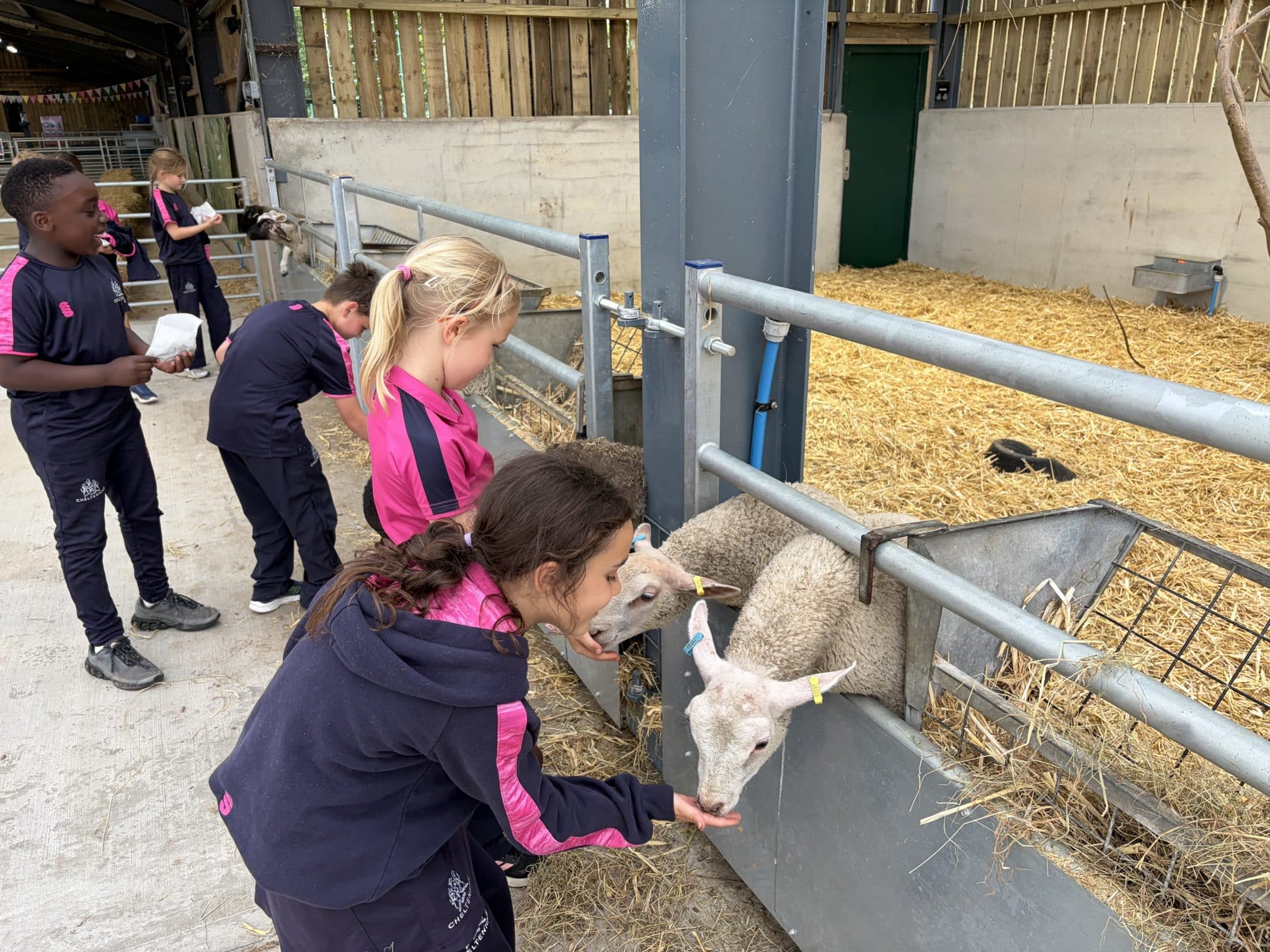 Children in sports kits feed sheep in a barn, reaching over a metal fence. The area has straw on the ground, and more sheep are in pens behind the fence. The setting looks like a farm or educational visit.