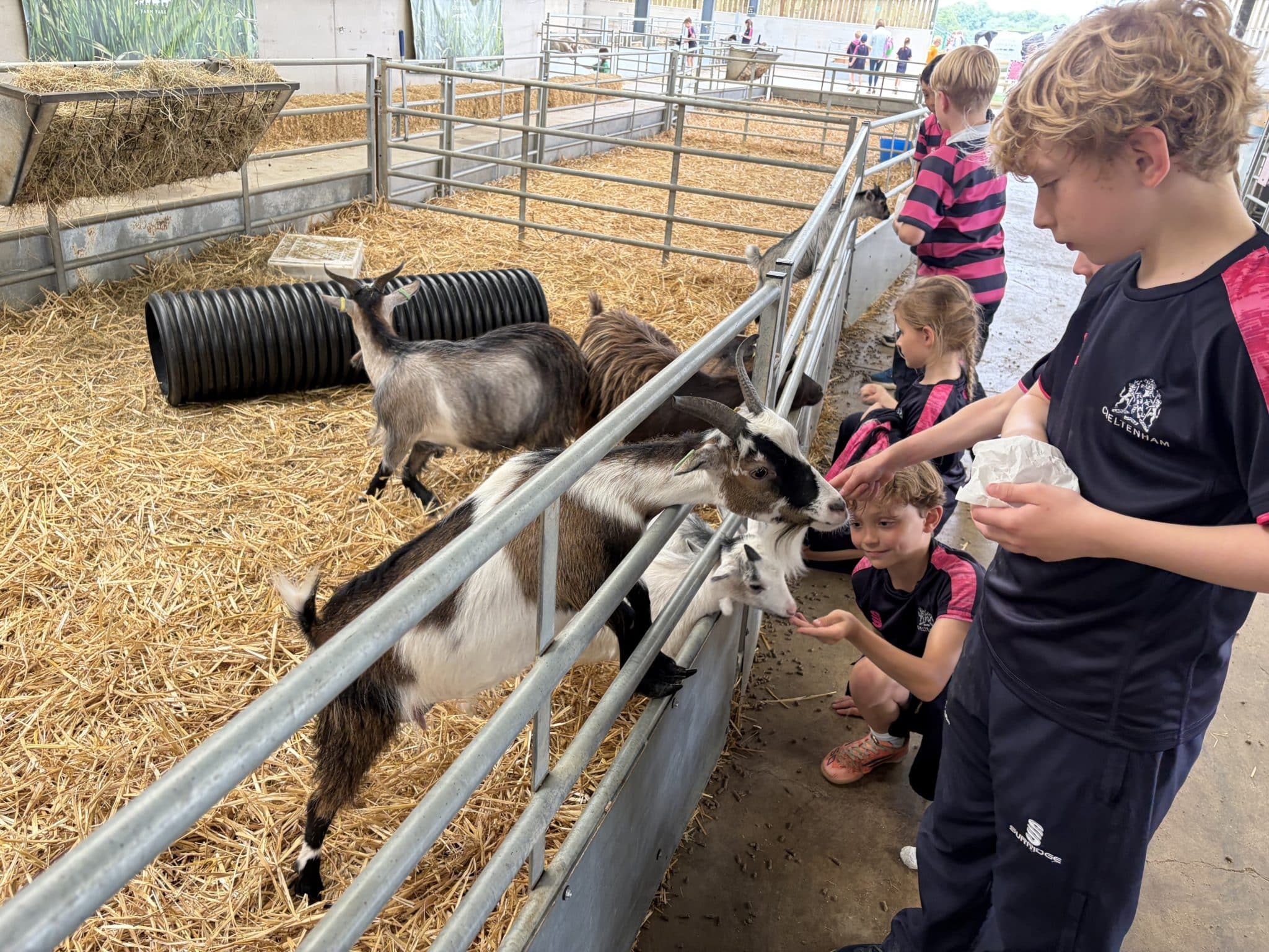 Children feed and pet goats inside a pen filled with straw at a farm. The goats reach over a metal fence as the children interact with them. Some children wear matching navy and pink uniforms.