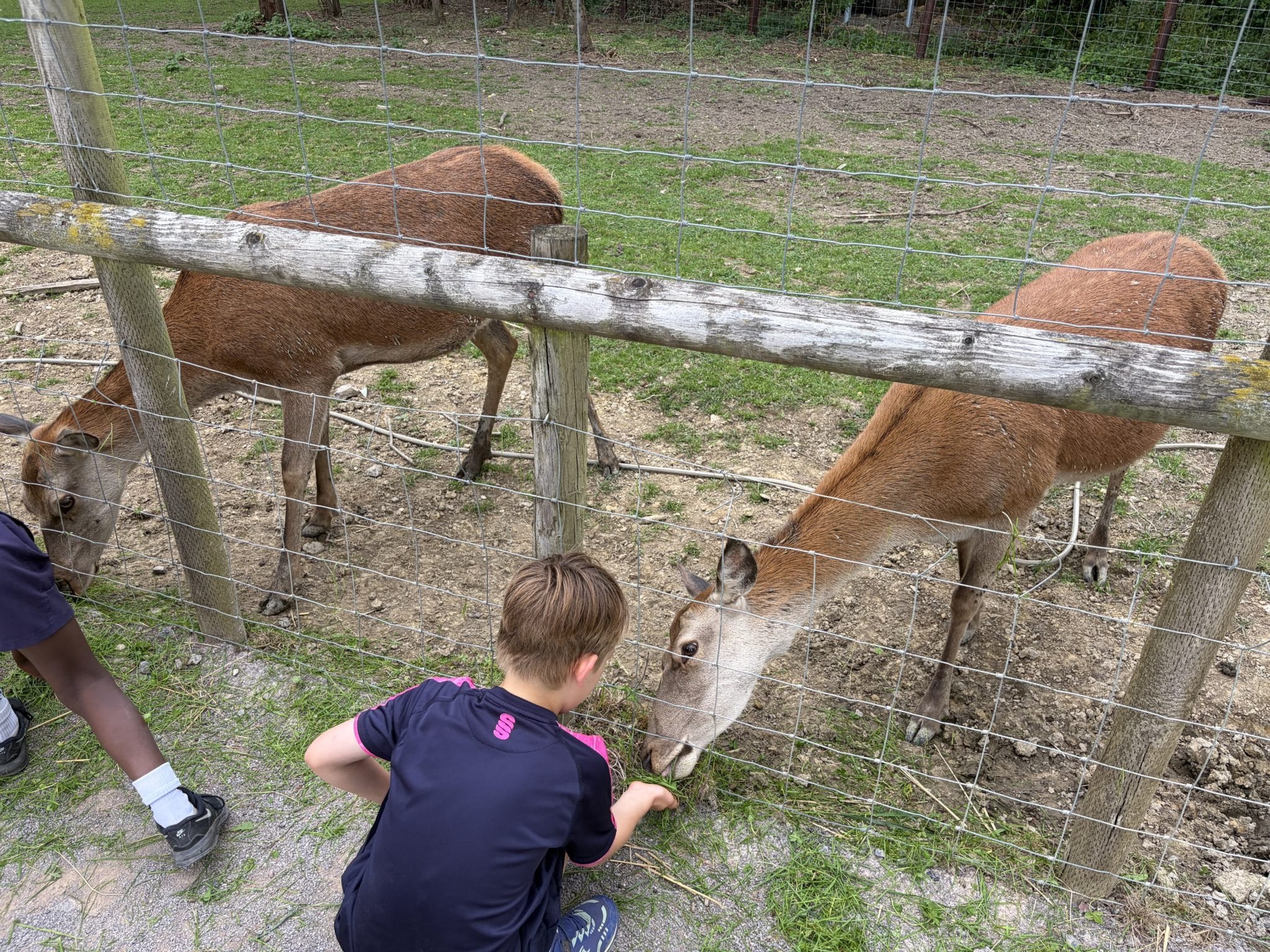 A young boy crouches by a wire fence, feeding two brown deer that are grazing on the other side. Another person’s legs are partially visible on the left. The scene takes place on a grassy and muddy enclosure.