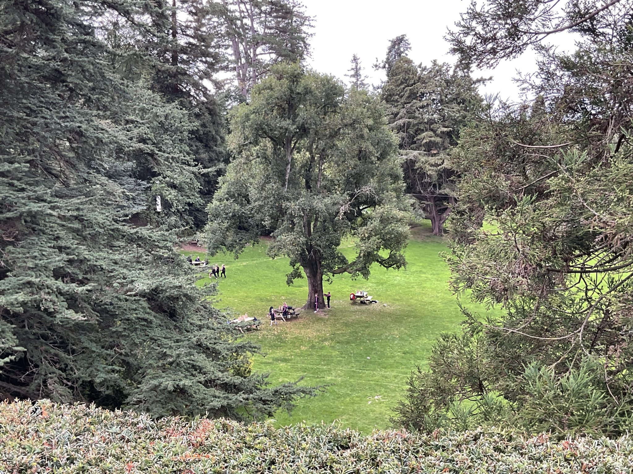 A large park clearing with a central tree surrounded by people sitting at picnic tables and standing on the grass, framed by dense evergreen trees.